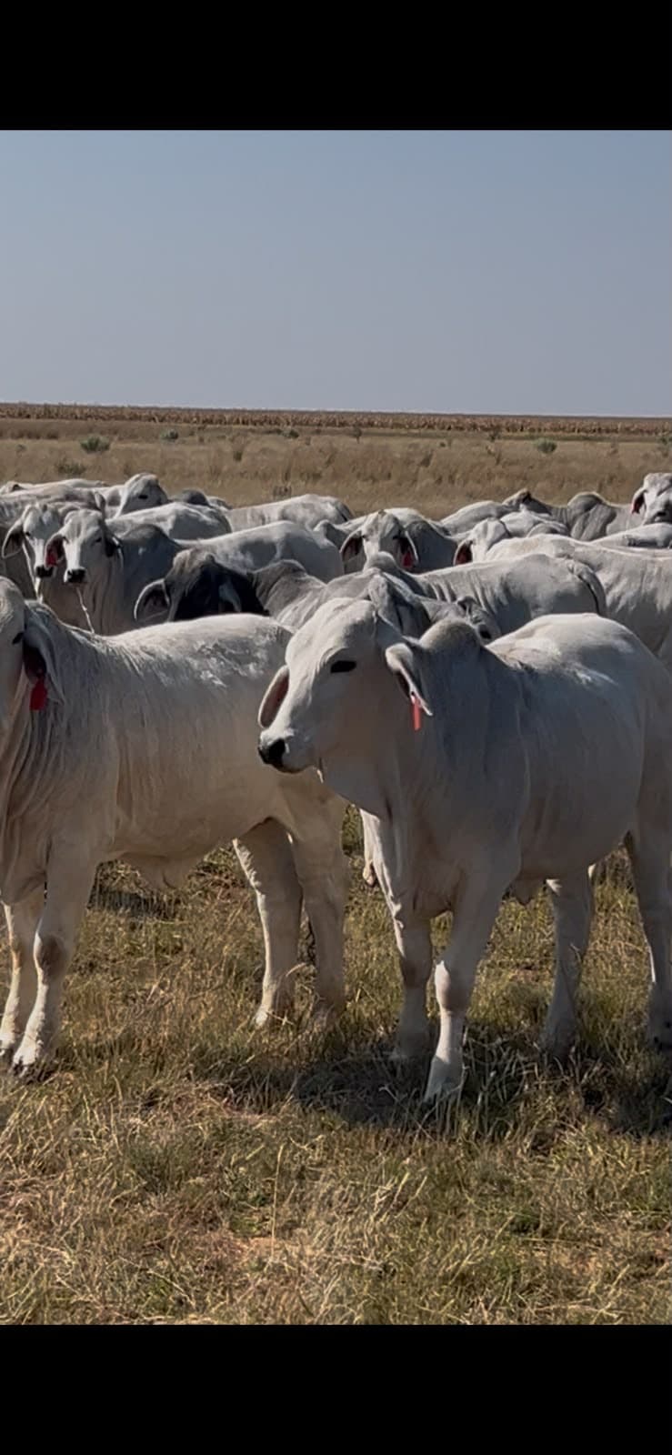 Wit Brahman Verse - Image 1